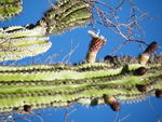 Pachycereus Pecten Aboriginum